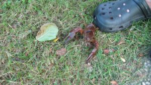 2012-08-05_guenzbewohner_007