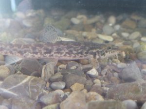 2015-09-12_bachmuscheltag_107 2015-09-12_bachmuscheltag_107