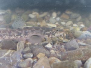 2015-09-12_bachmuscheltag_108 2015-09-12_bachmuscheltag_108