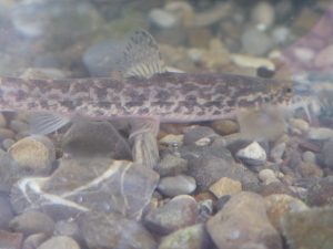 2015-09-12_bachmuscheltag_109 2015-09-12_bachmuscheltag_109