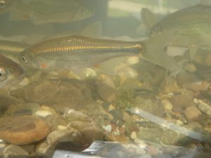 2015-09-12_bachmuscheltag_116 2015-09-12_bachmuscheltag_116