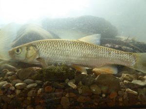 2015-09-12_bachmuscheltag_118 2015-09-12_bachmuscheltag_118
