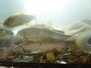 2015-09-12_bachmuscheltag_119 2015-09-12_bachmuscheltag_119