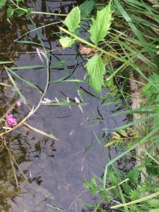 IMG-20180807-WA0000