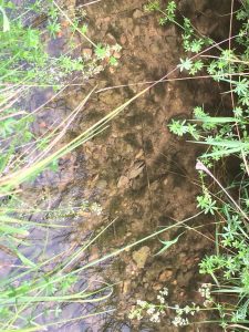 IMG-20180807-WA0001
