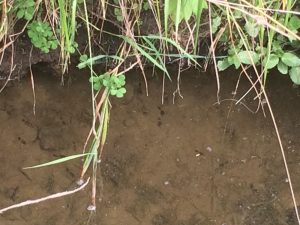 IMG-20180807-WA0002