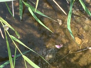 IMG-20180807-WA0014