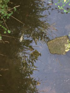 IMG-20180807-WA0019