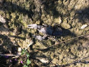 IMG-20180807-WA0021